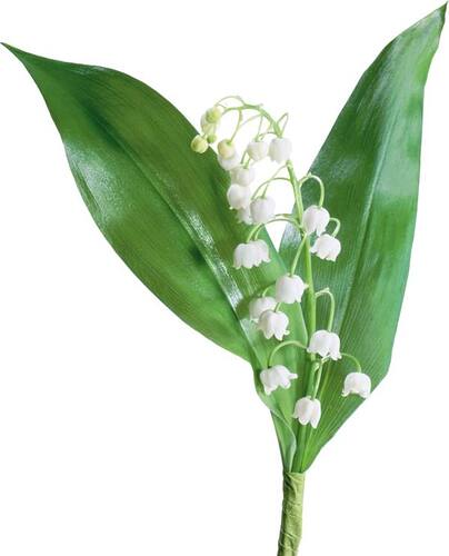 muguet