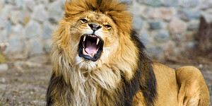 Une-lion-rugissement
