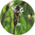 plantain
