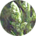 armoise