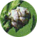 cypres