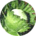noisetier