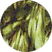 frene
