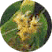 tilleul